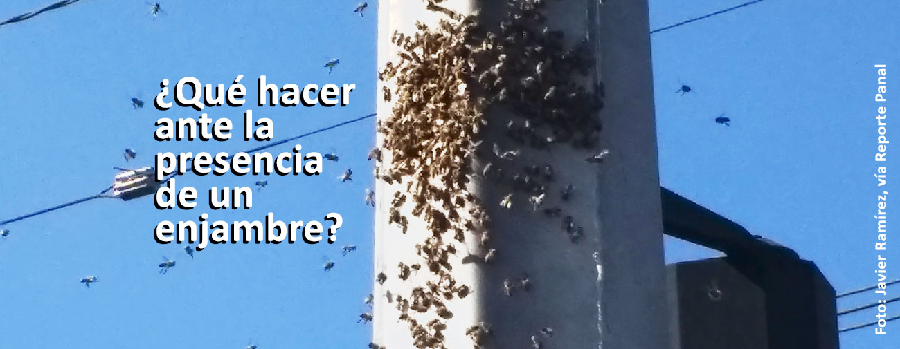 que-hacer-ante-la-presencia-de-enjambres-blog-efecto-colmena-